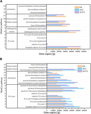 Riboflavin modified carbon cloth enhances anaerobic digestion treating food waste in a pilot-scale system